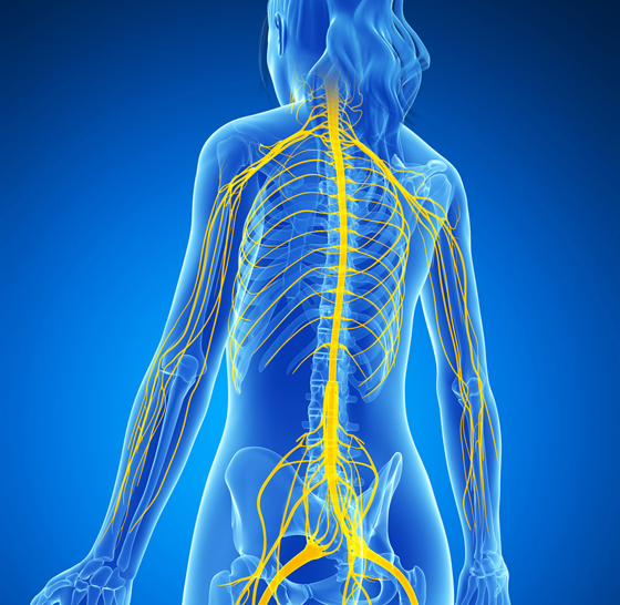 Spinal cord