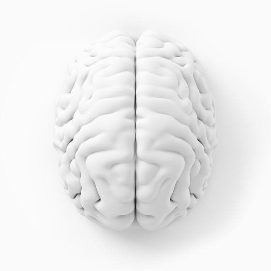 Brain